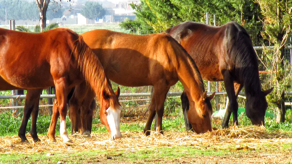 Agriturismo Posta Bassi