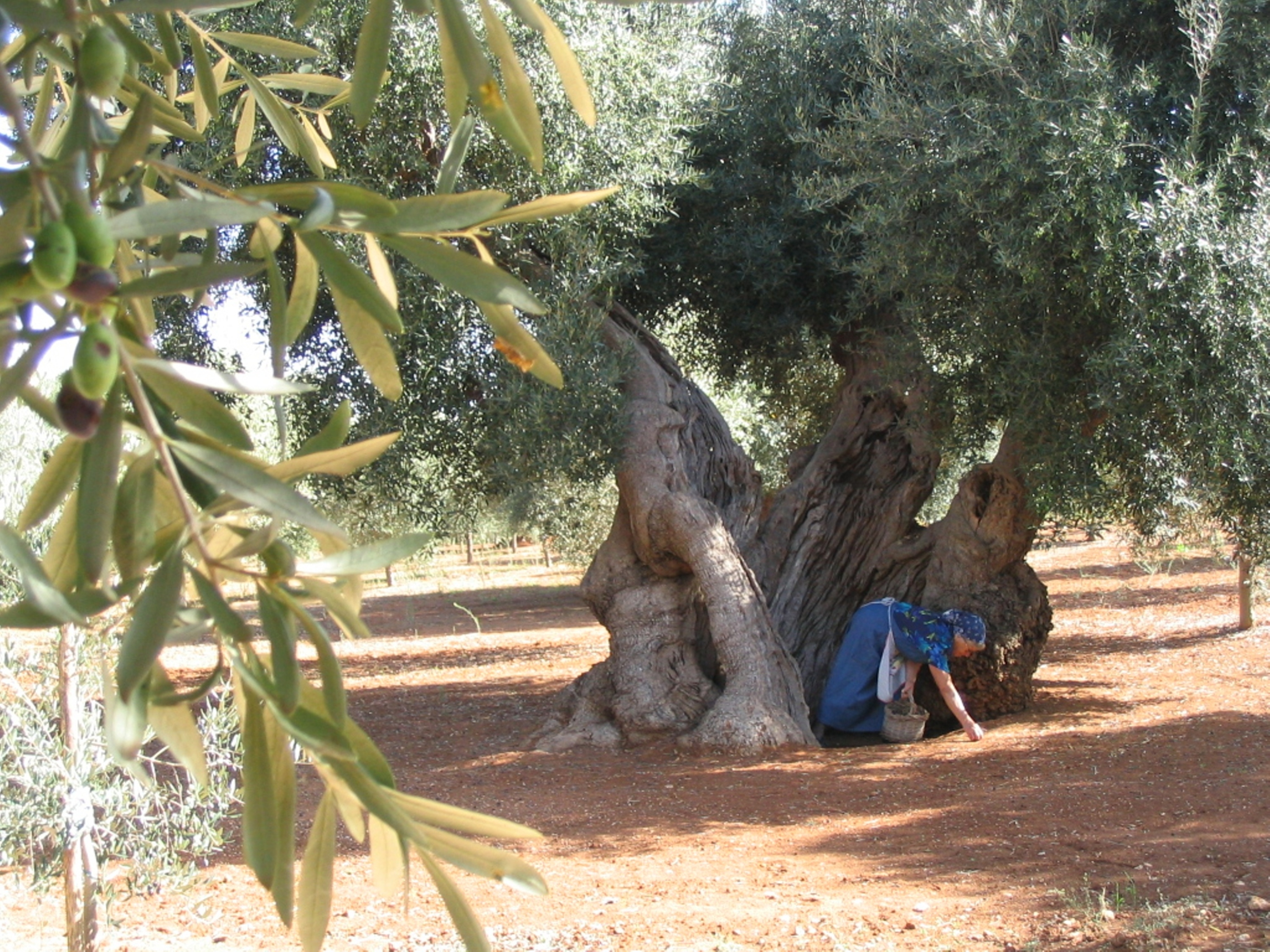 Masseria San Martino