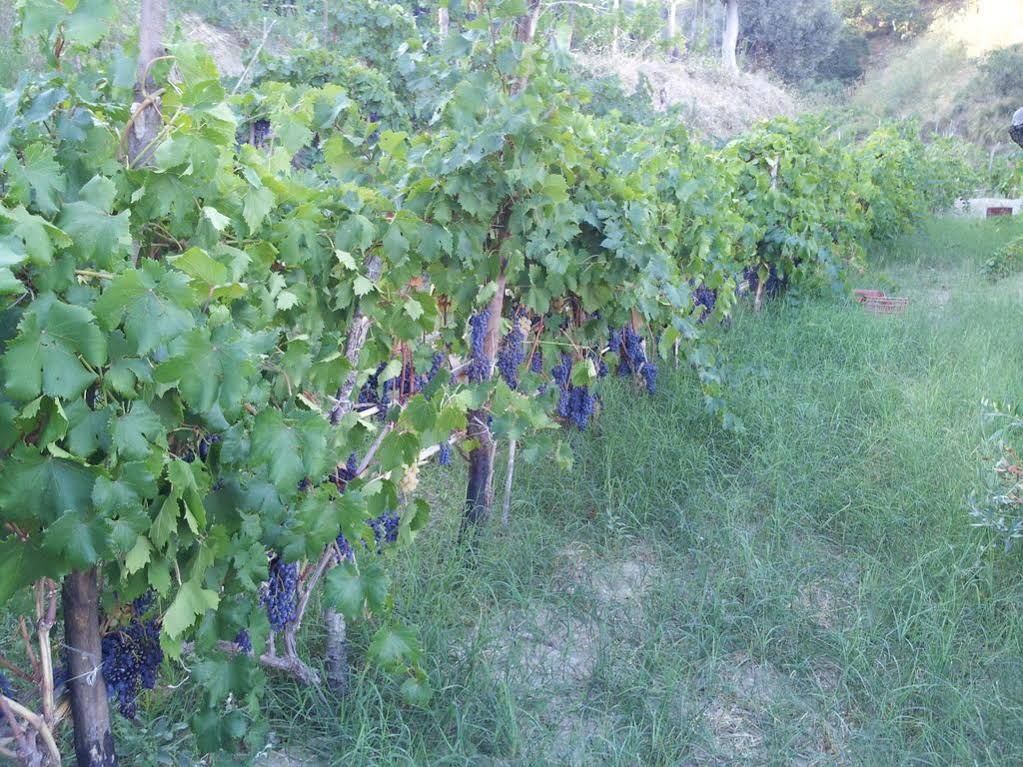 Il Giardino di Ausonia Bed and Breakfast