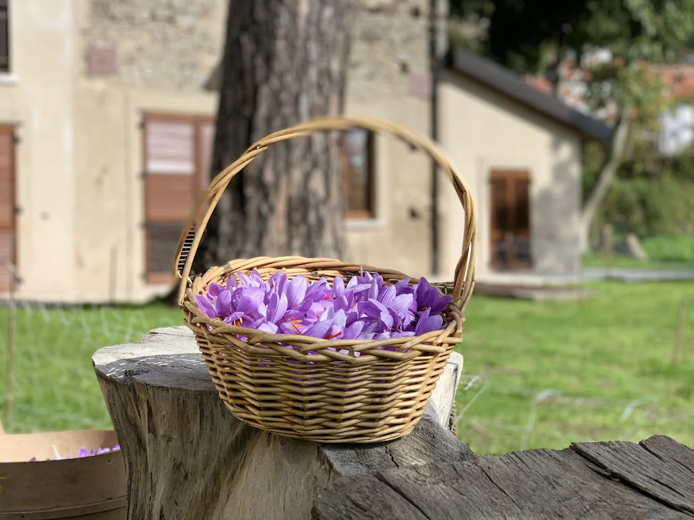 Tenuta Novecento Azienda Bioagrituritica