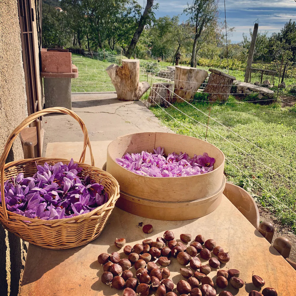 Tenuta Novecento Azienda Bioagrituritica