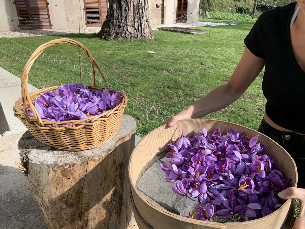 Tenuta Novecento Azienda Bioagrituritica