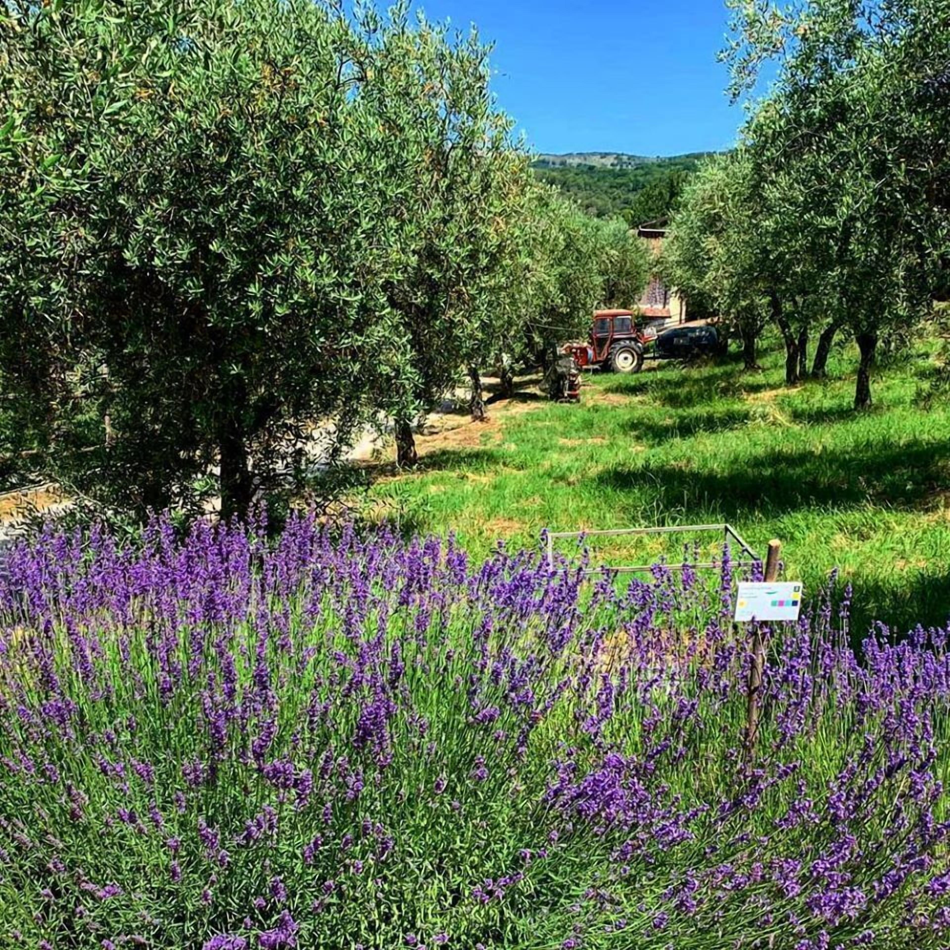 Agriturismo La Rocca Degli Ulivi