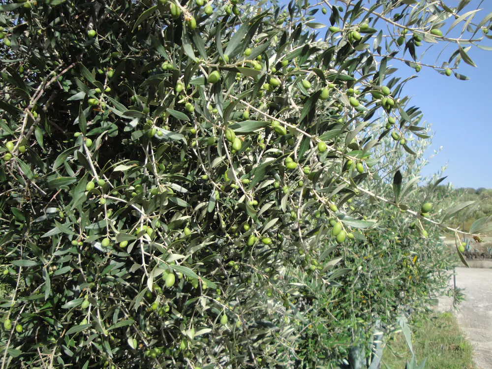 Il Poggio del Cilento Country House