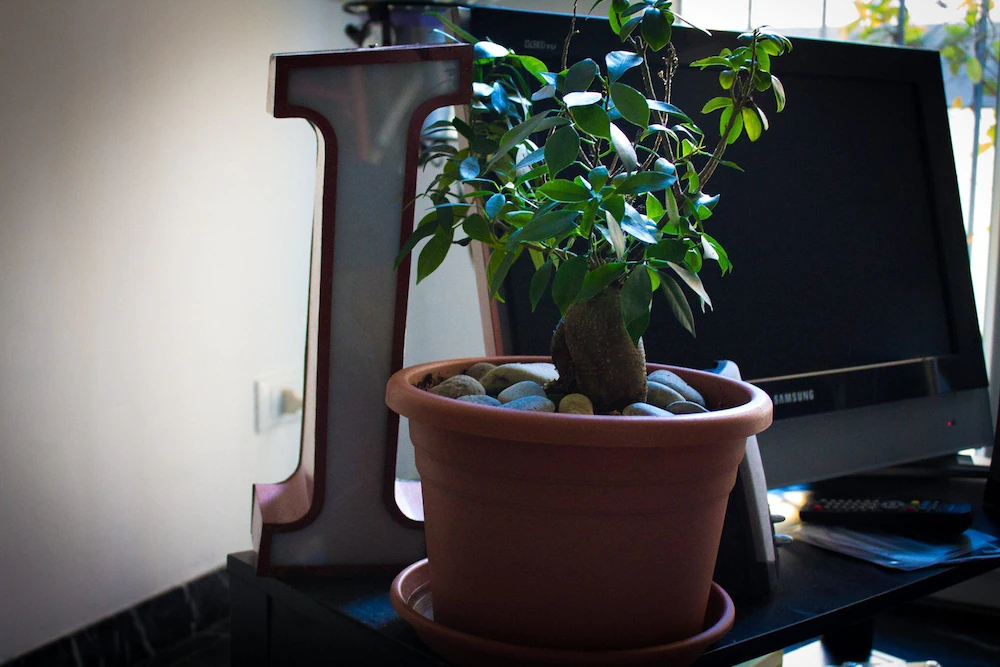 A Due Passi Dal Lumiere