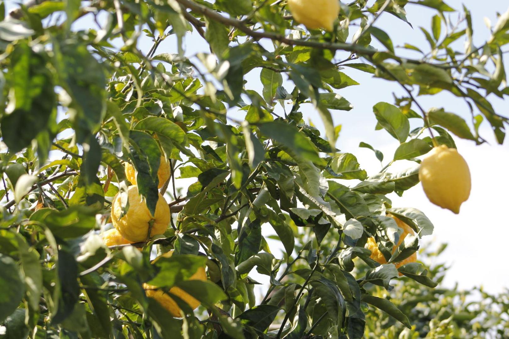 Ancelle Sorrento - Casa d'Accoglienza