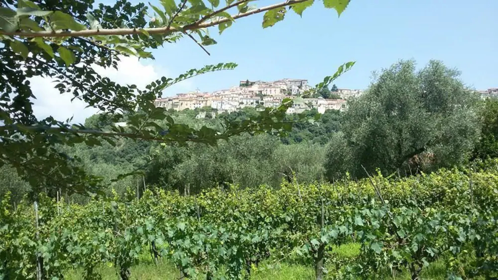 Agriturismo Valle degli Ulivi