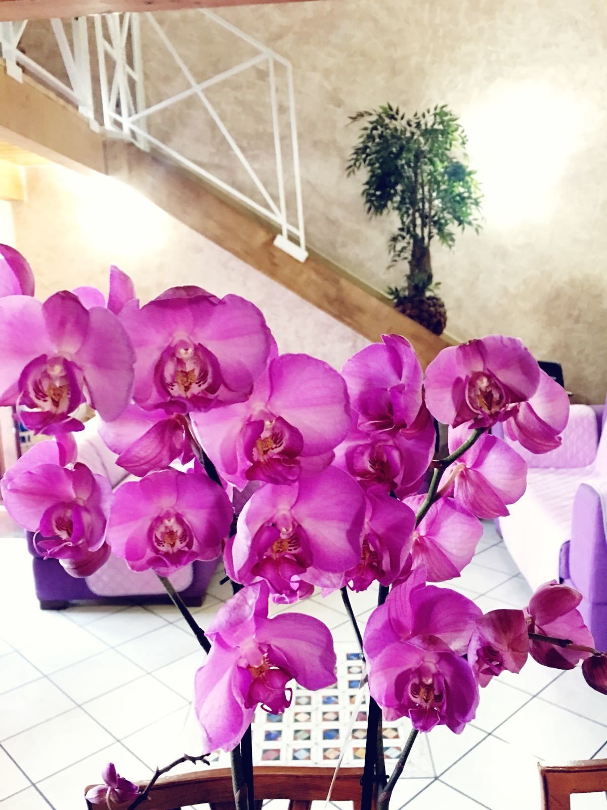 Suite Orchidea