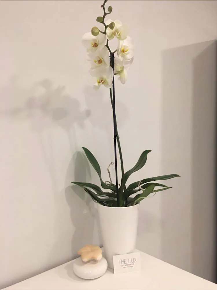 The Lux Napoli Mergellina