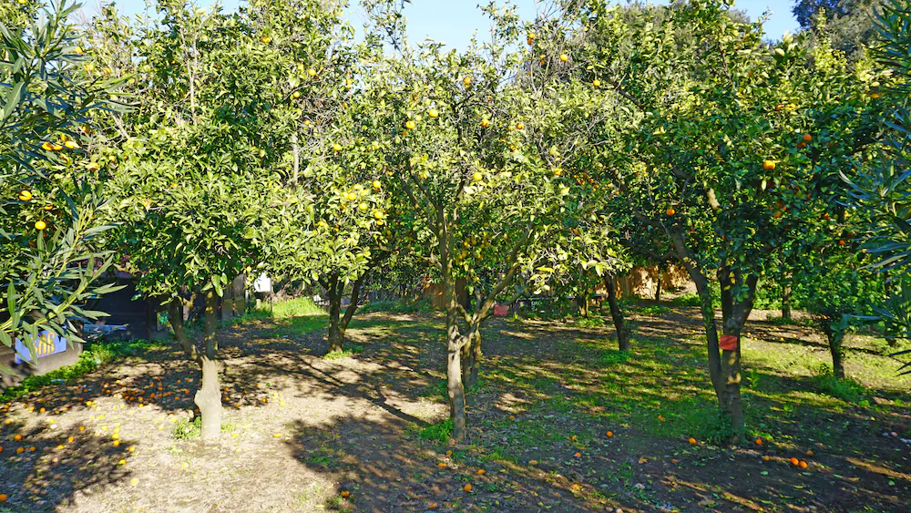 Tenuta Convivium Cuma