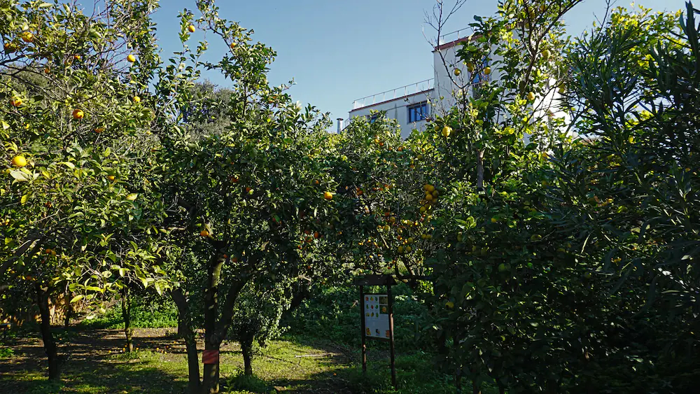 Tenuta Convivium Cuma