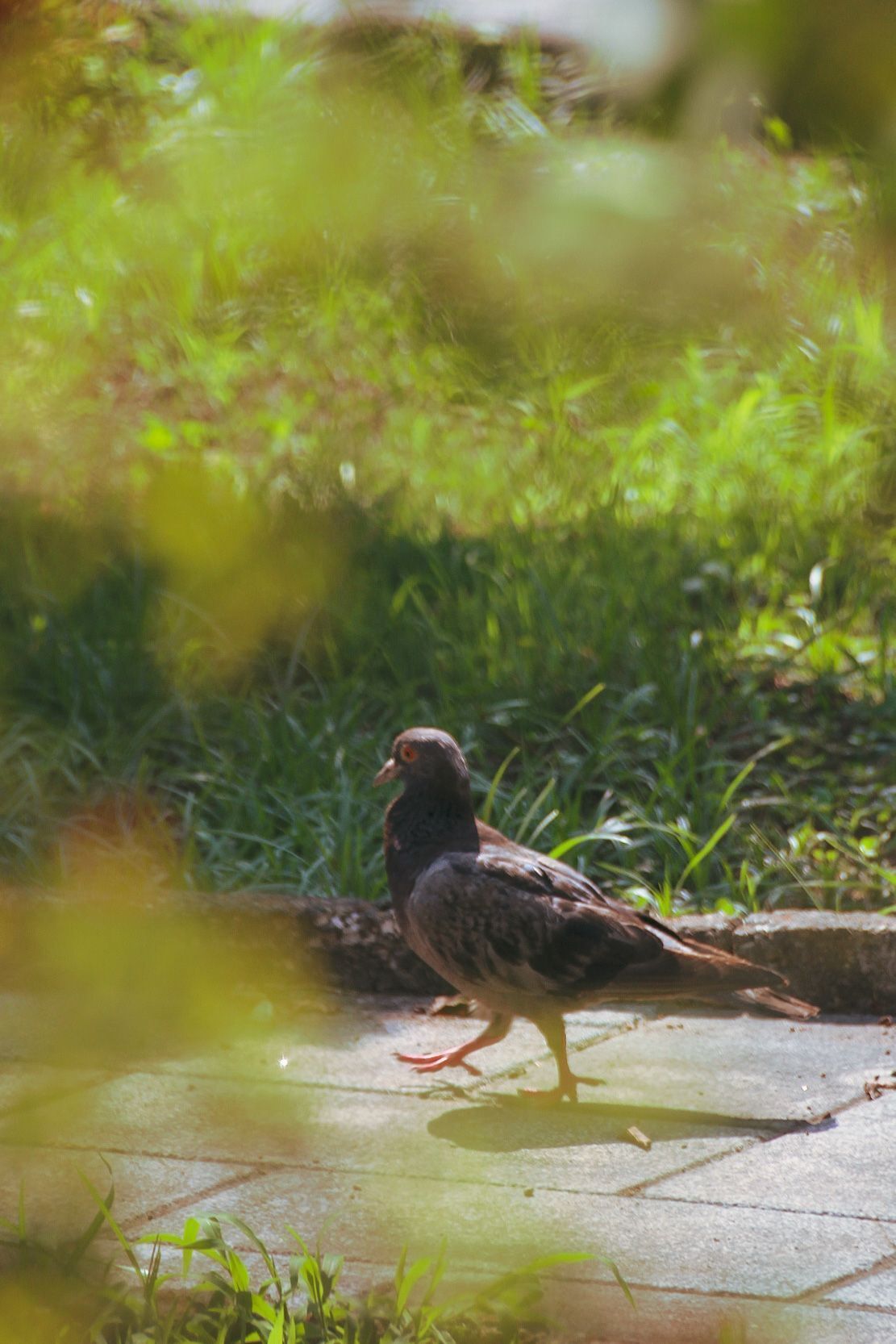 B&B Massico Apartments