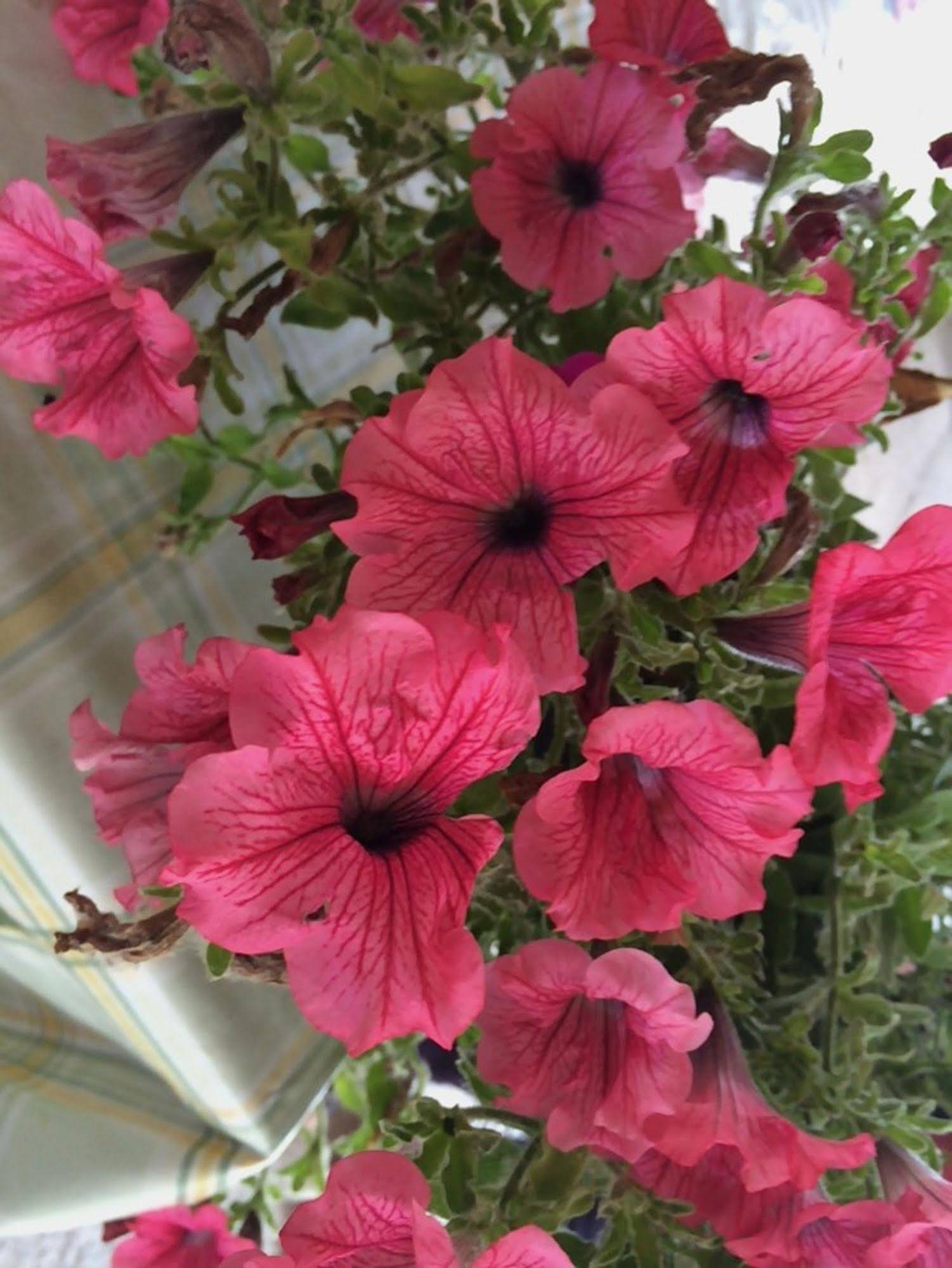 Bed and Breakfast Puntaferano