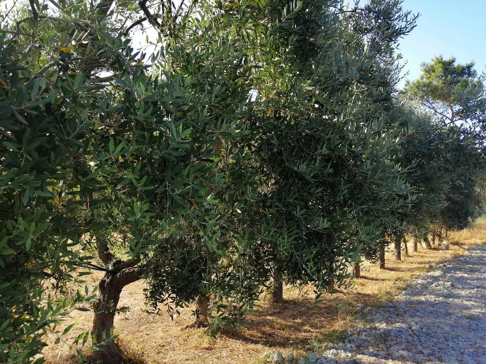 Ca' Donatella Mare & BBQ