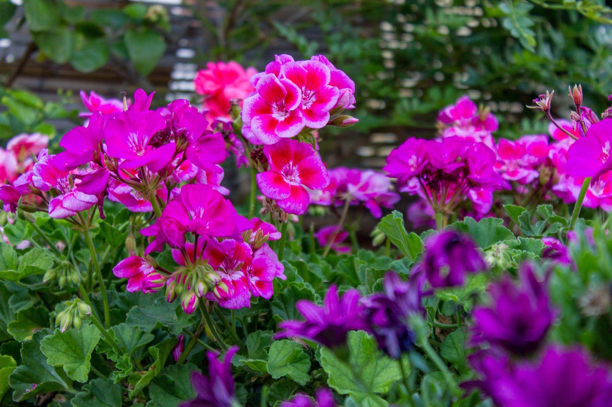 Anticadimora dei Pepe