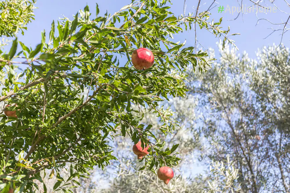Villetta Jasmine con giardino Torre Pali