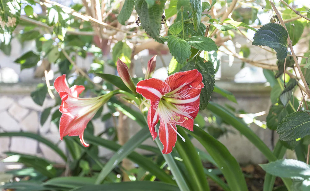 Villetta Jasmine con giardino Torre Pali