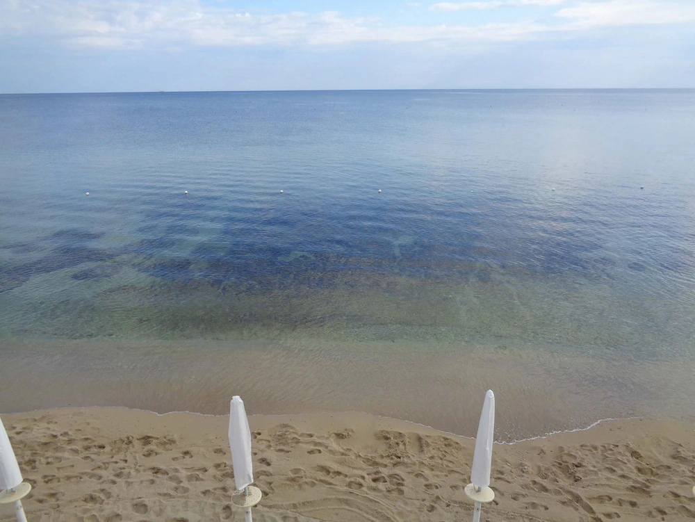 All’Ombra Del Palmeto