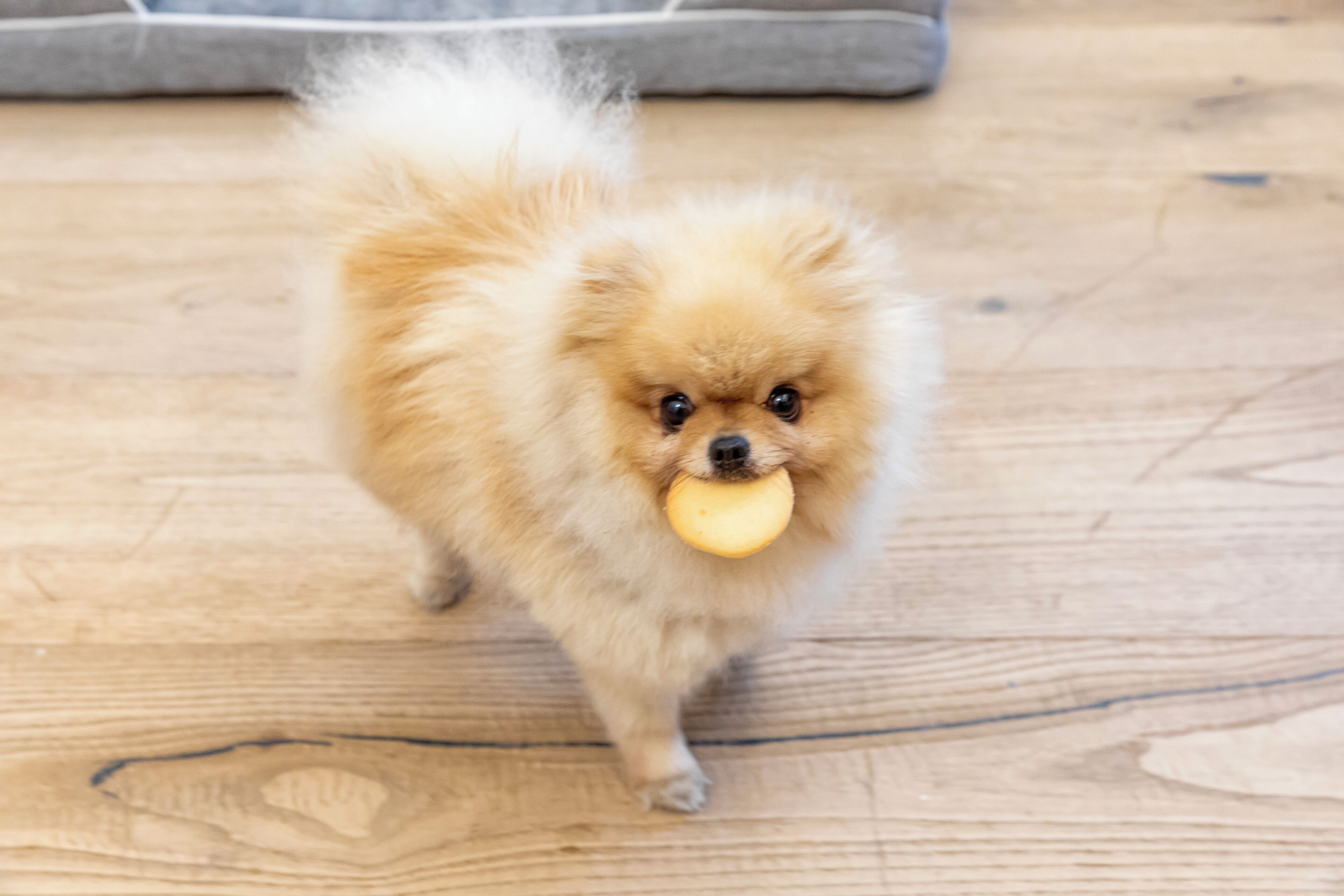 Palazzo Goldoni Condotti Collection