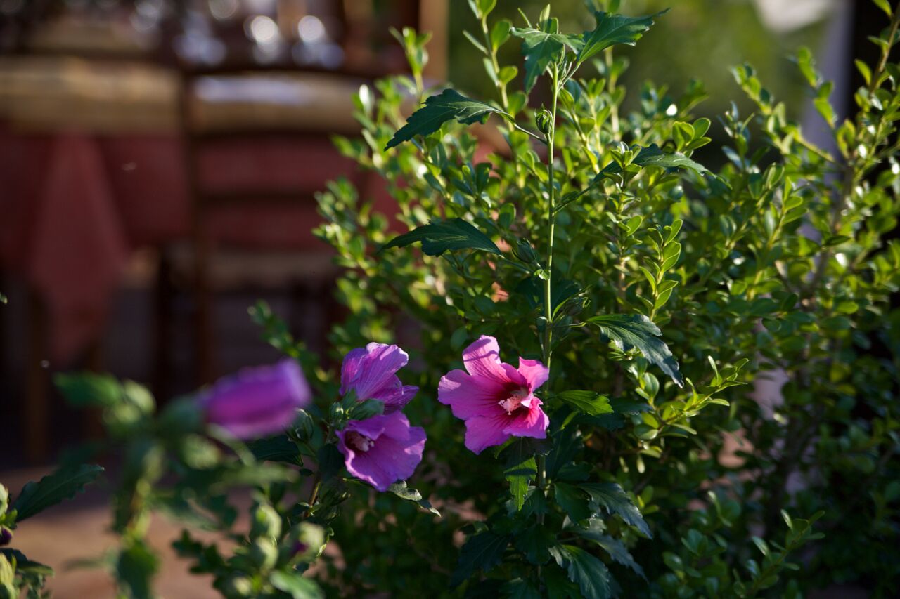 Agriturismo I Sapori dei Castelli Romani