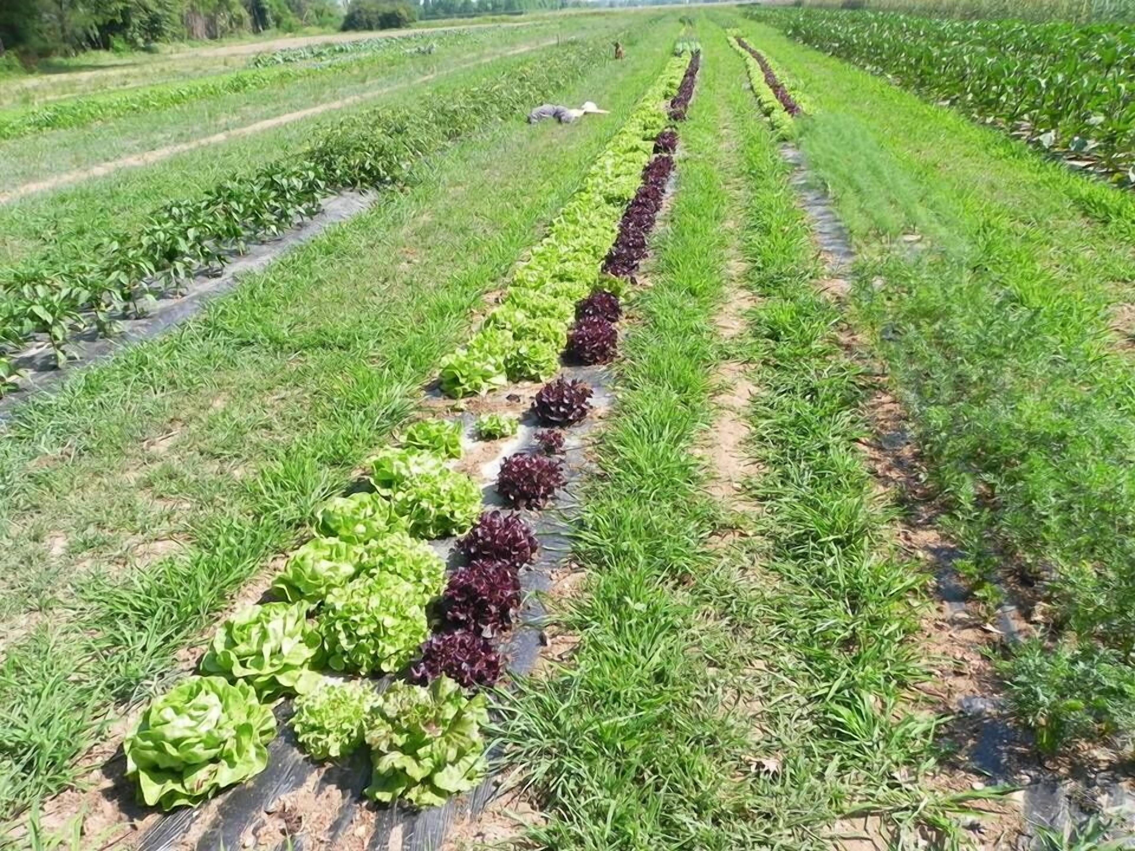 Agriturismo Cascina Poscallone