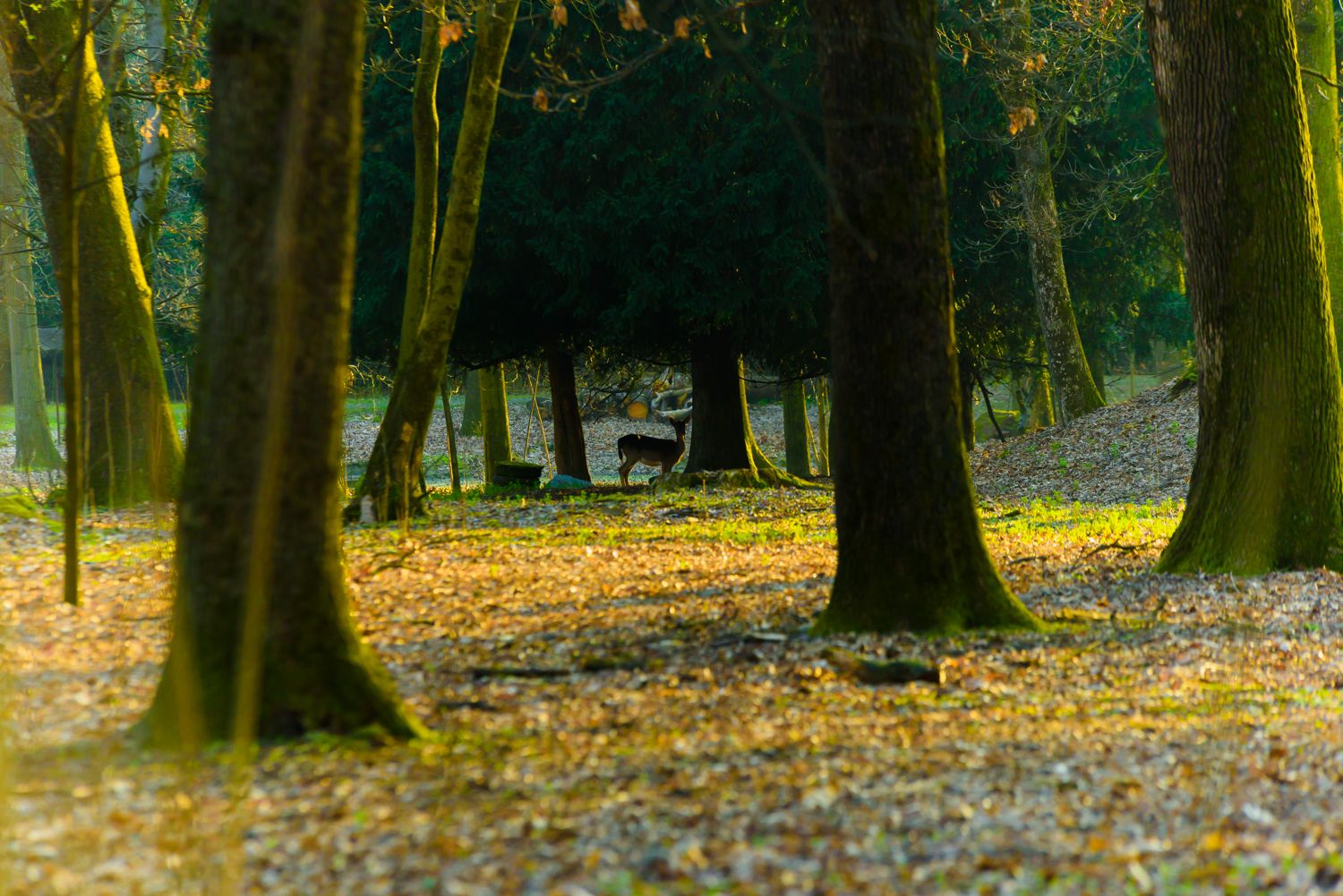 Country Hotel Castelbarco