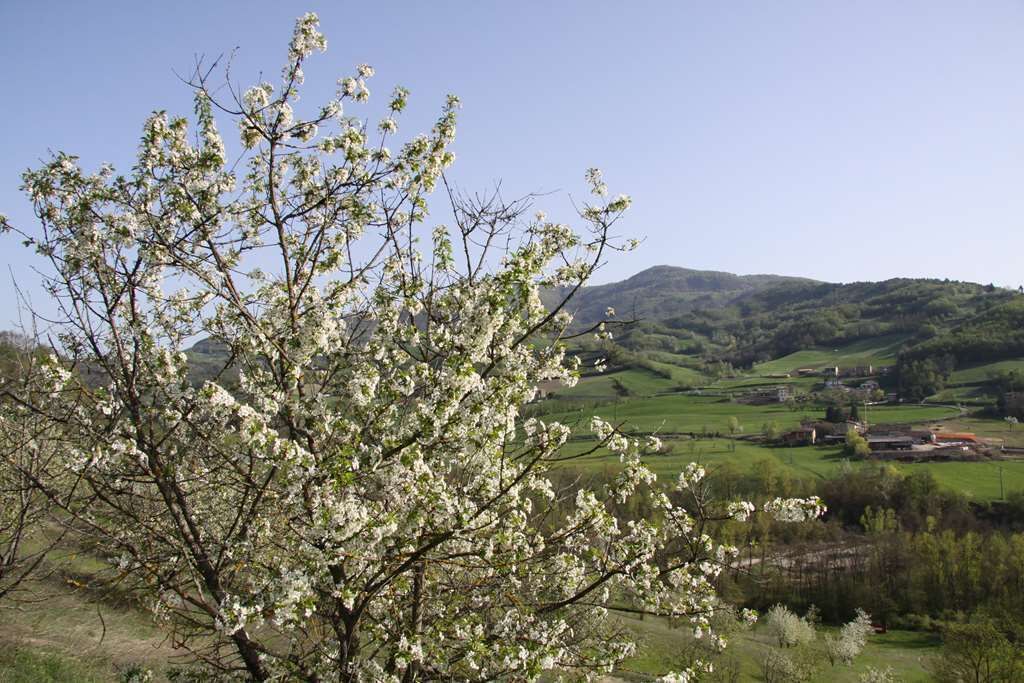 Valtidone Verde