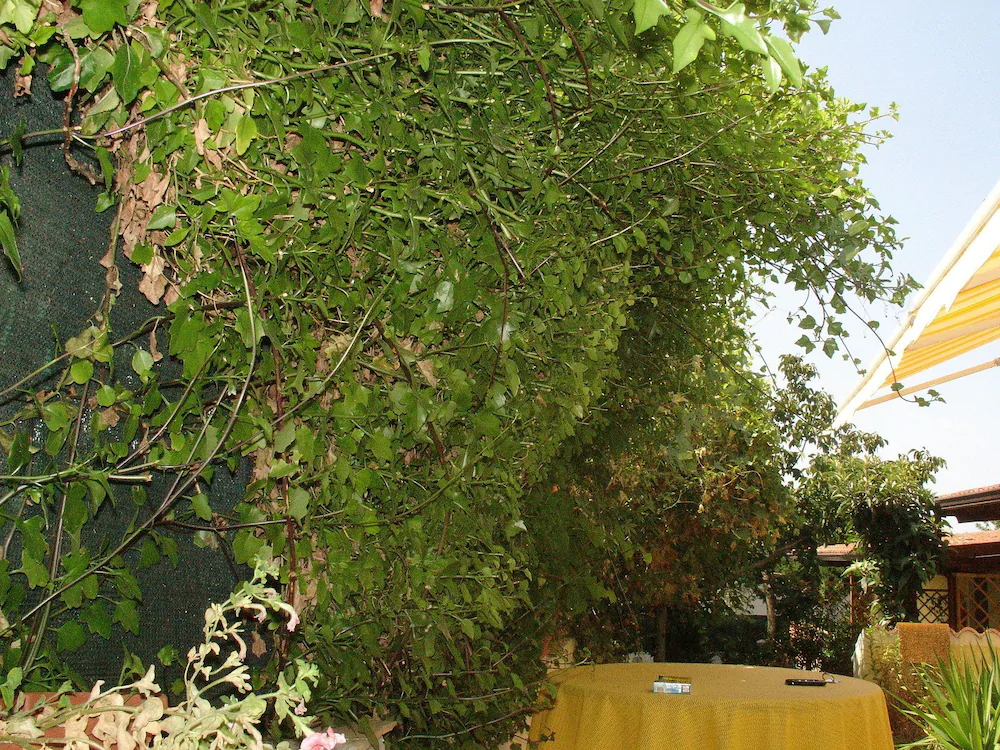Bed & Breakfast S'Alzolitta