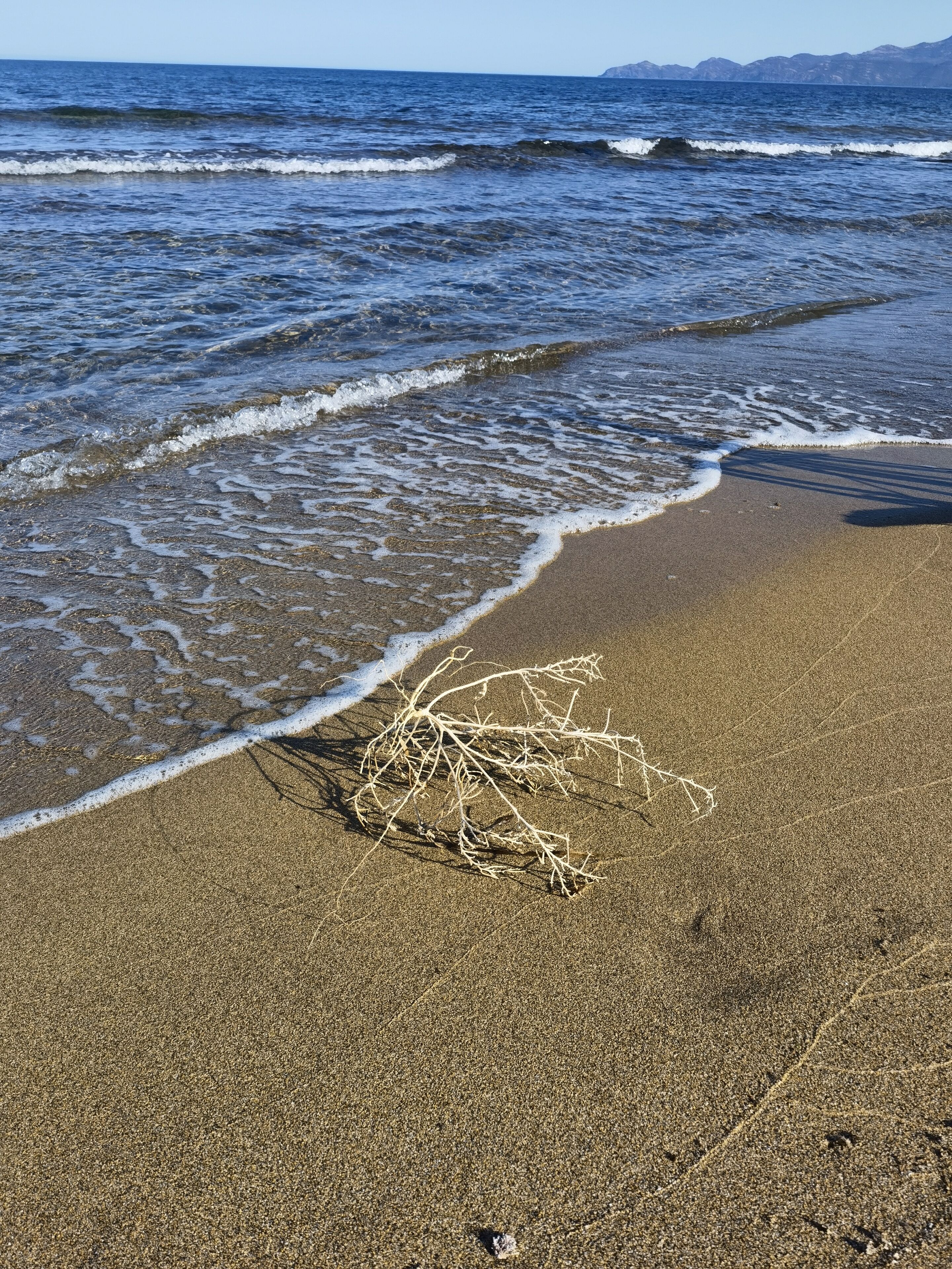 La Corte Degli Ulivi