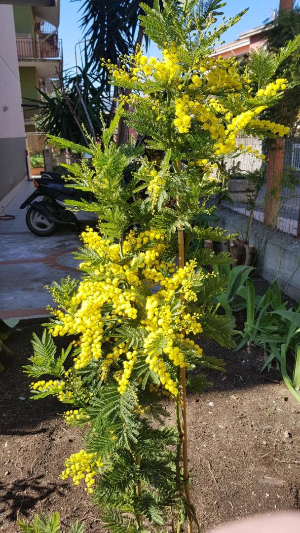 Mimosa Bed and Breakfast