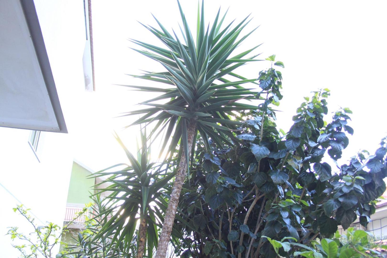 Mimosa Bed and Breakfast