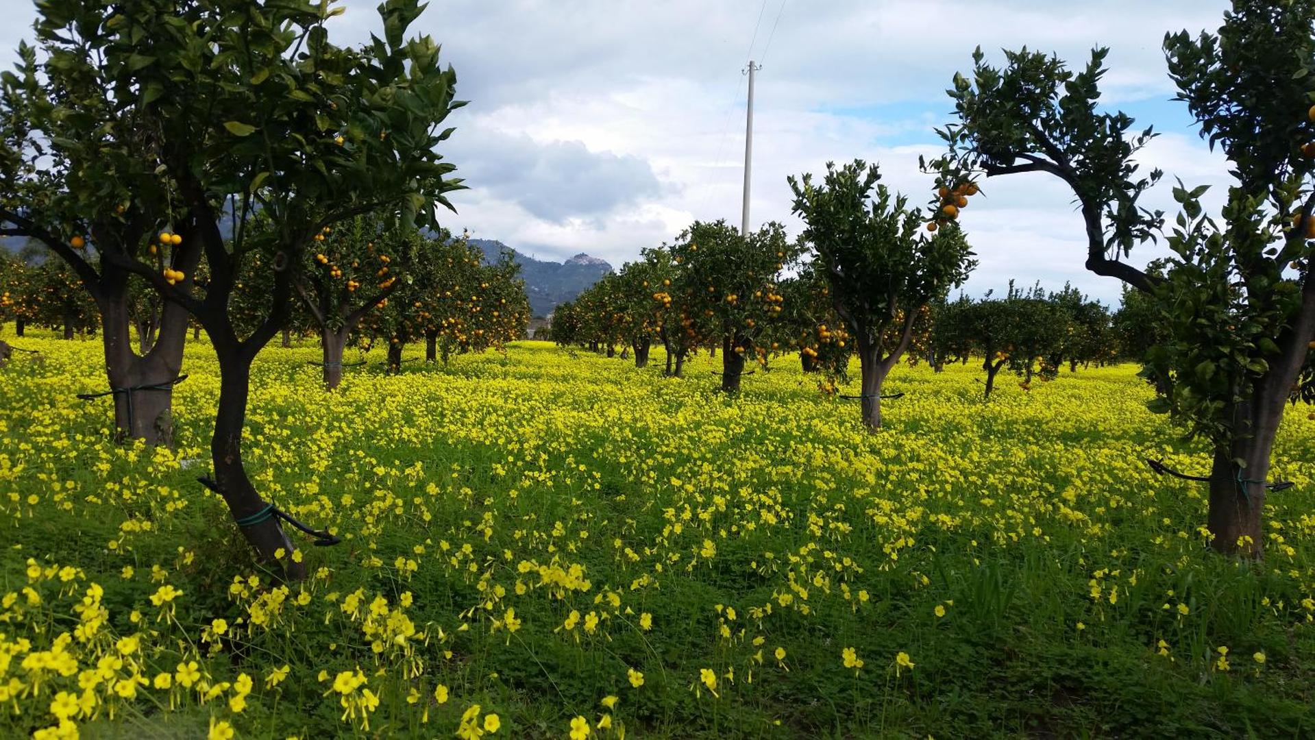 Villa Laura Apartment