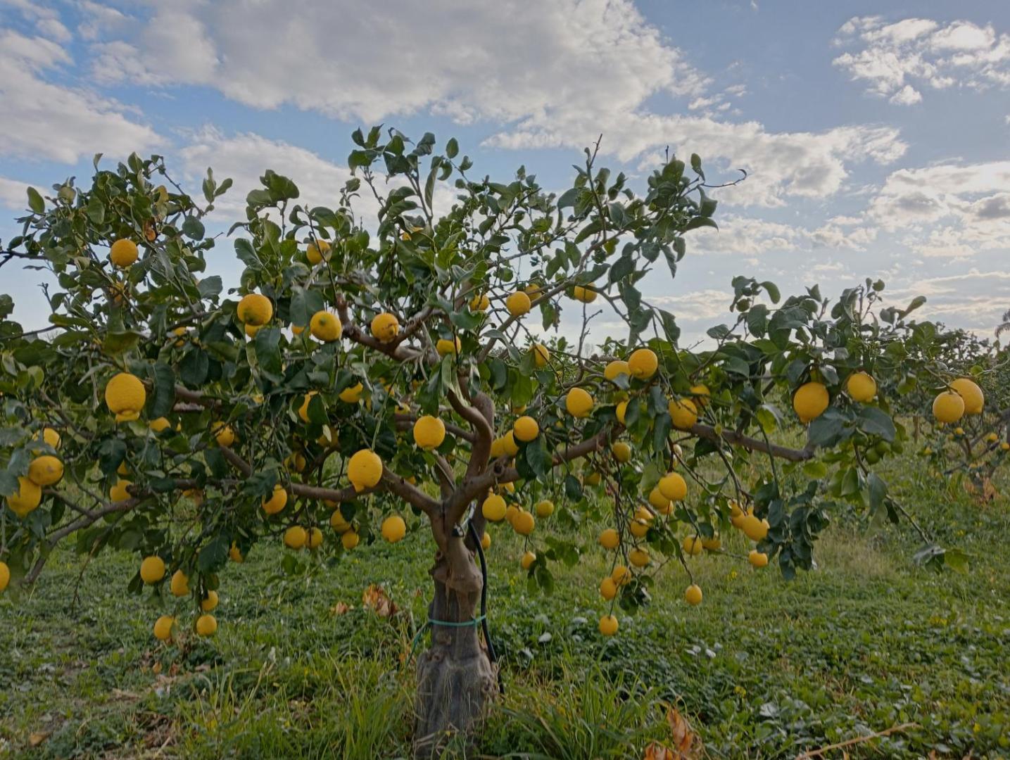 Villa Laura Apartment