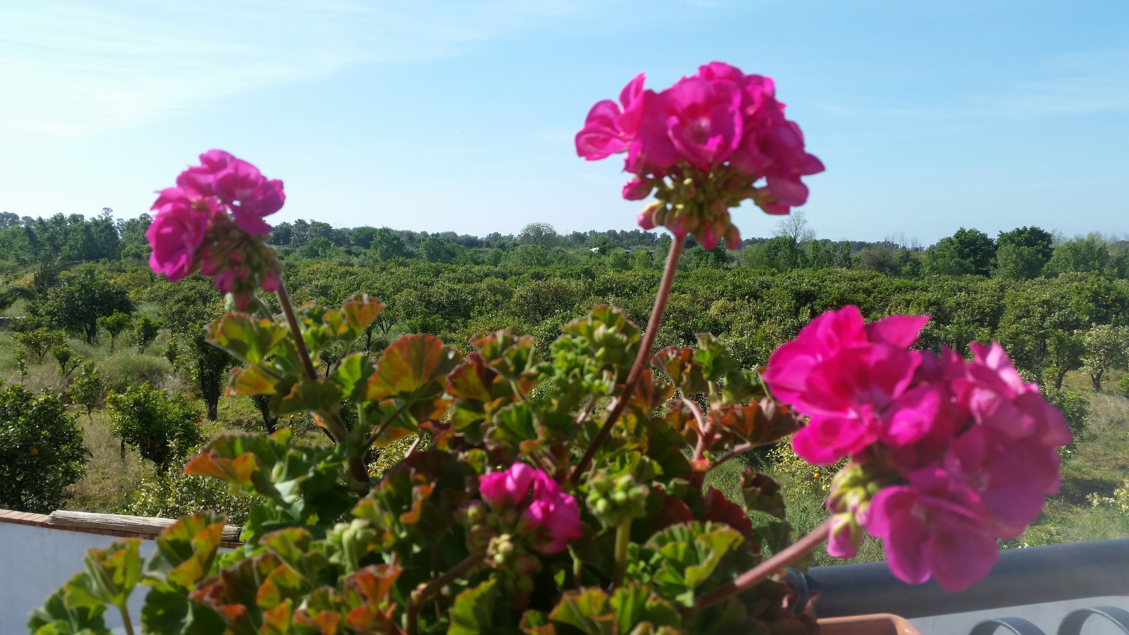 Villa Laura Apartment