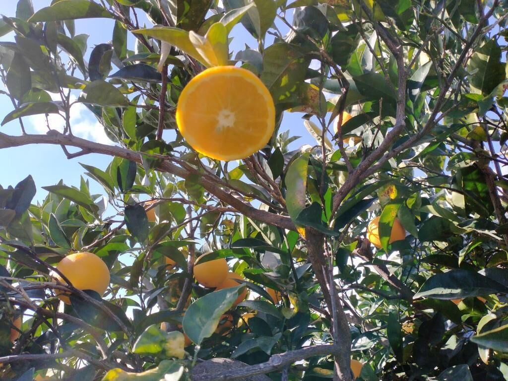 Villa Laura Apartment