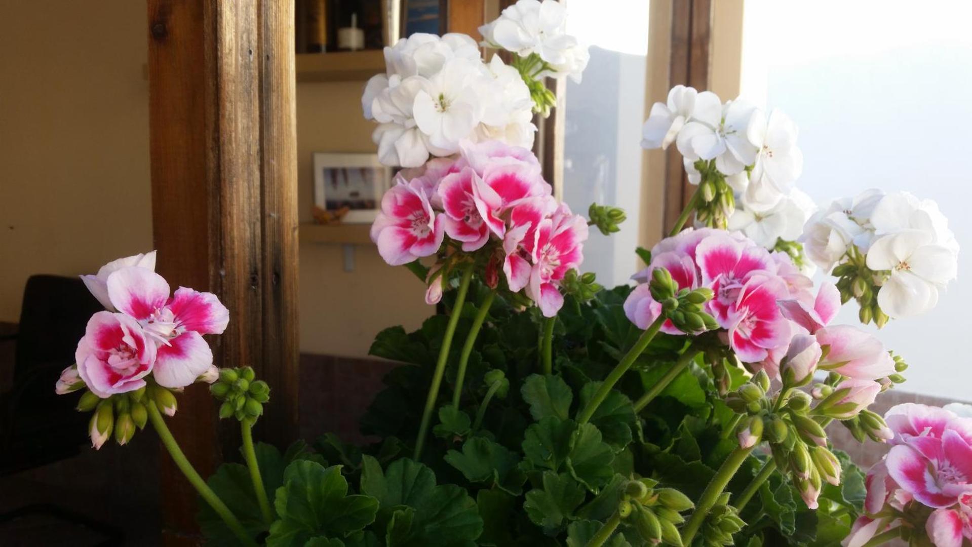 Villa Laura Apartment