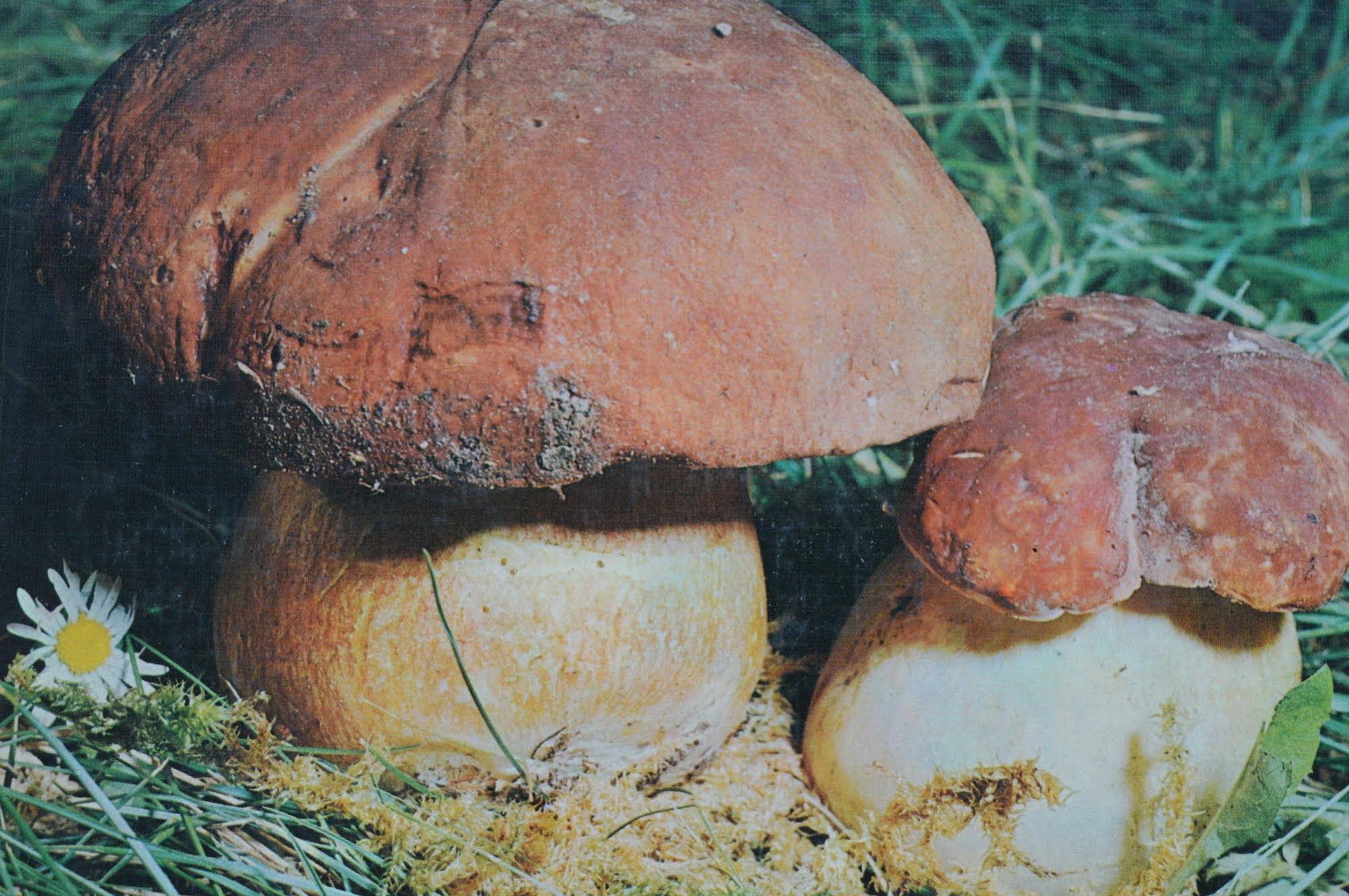 I Casali di Margello