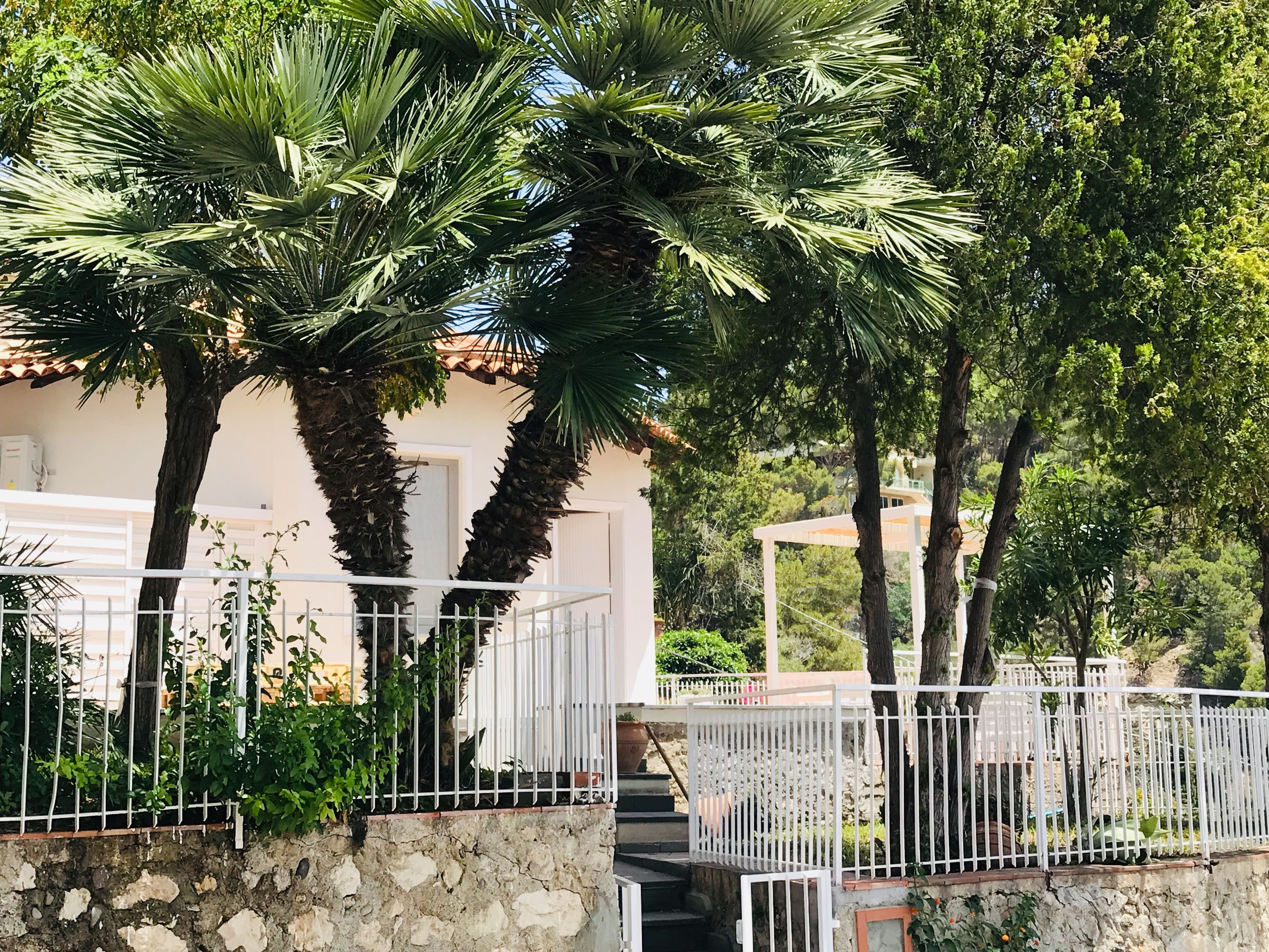 Paradisea Taormina
