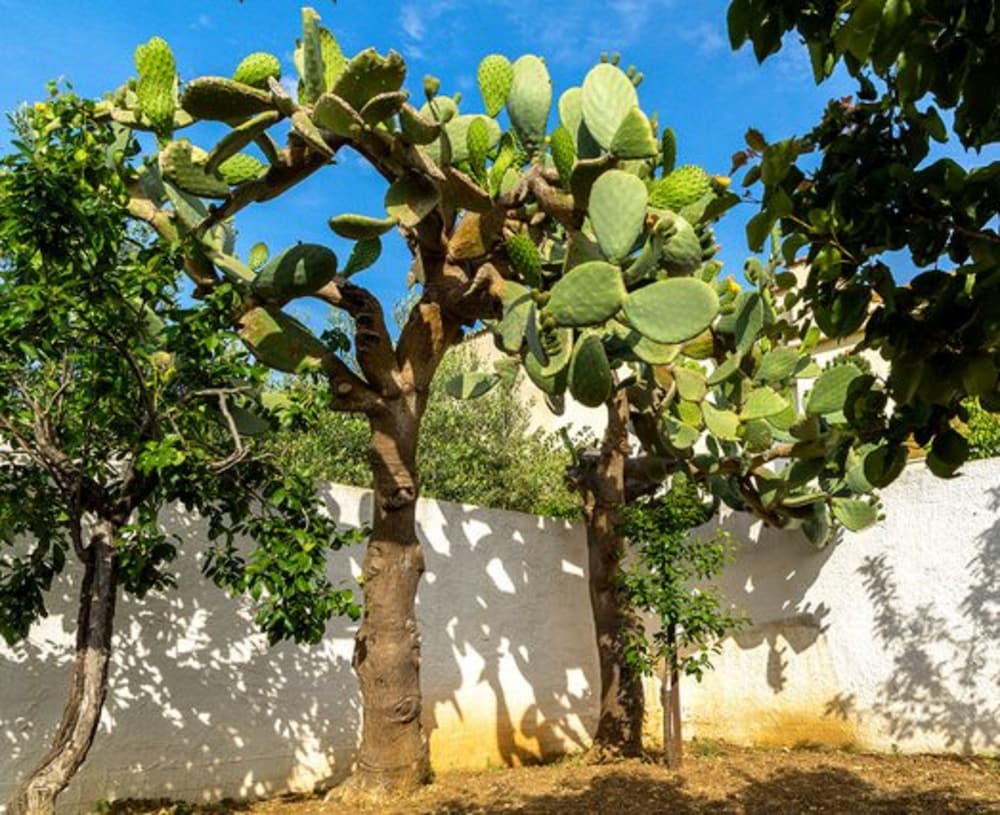 Appartamenti Trasolemare