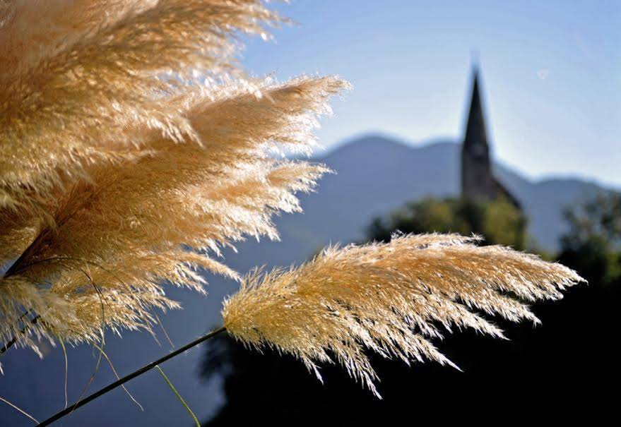 Tollhof
