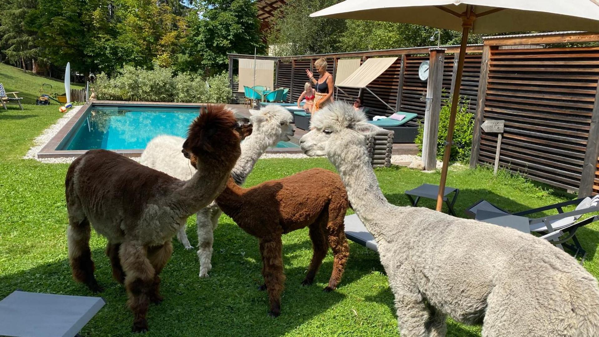 Dolomit Homes & Hotel