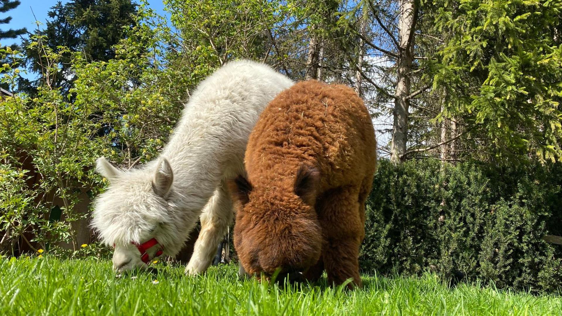 Dolomit Homes & Hotel