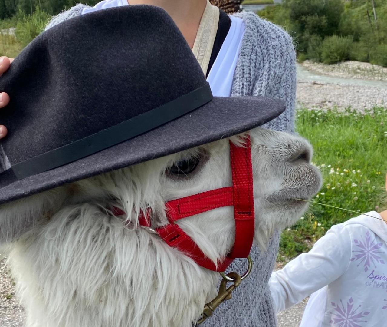 Dolomit Homes & Hotel