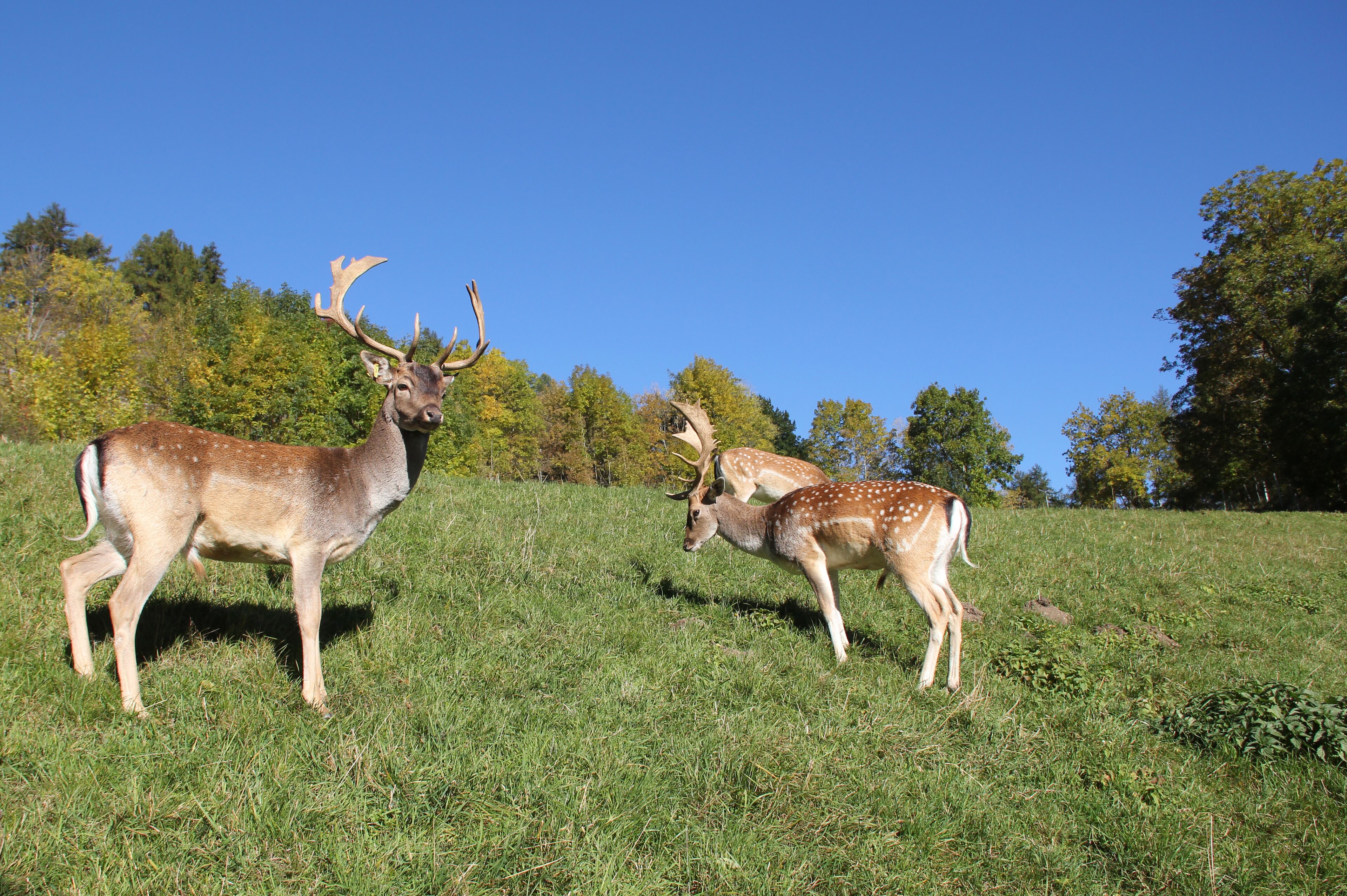 Maraias - Luxury Suites & Apartments