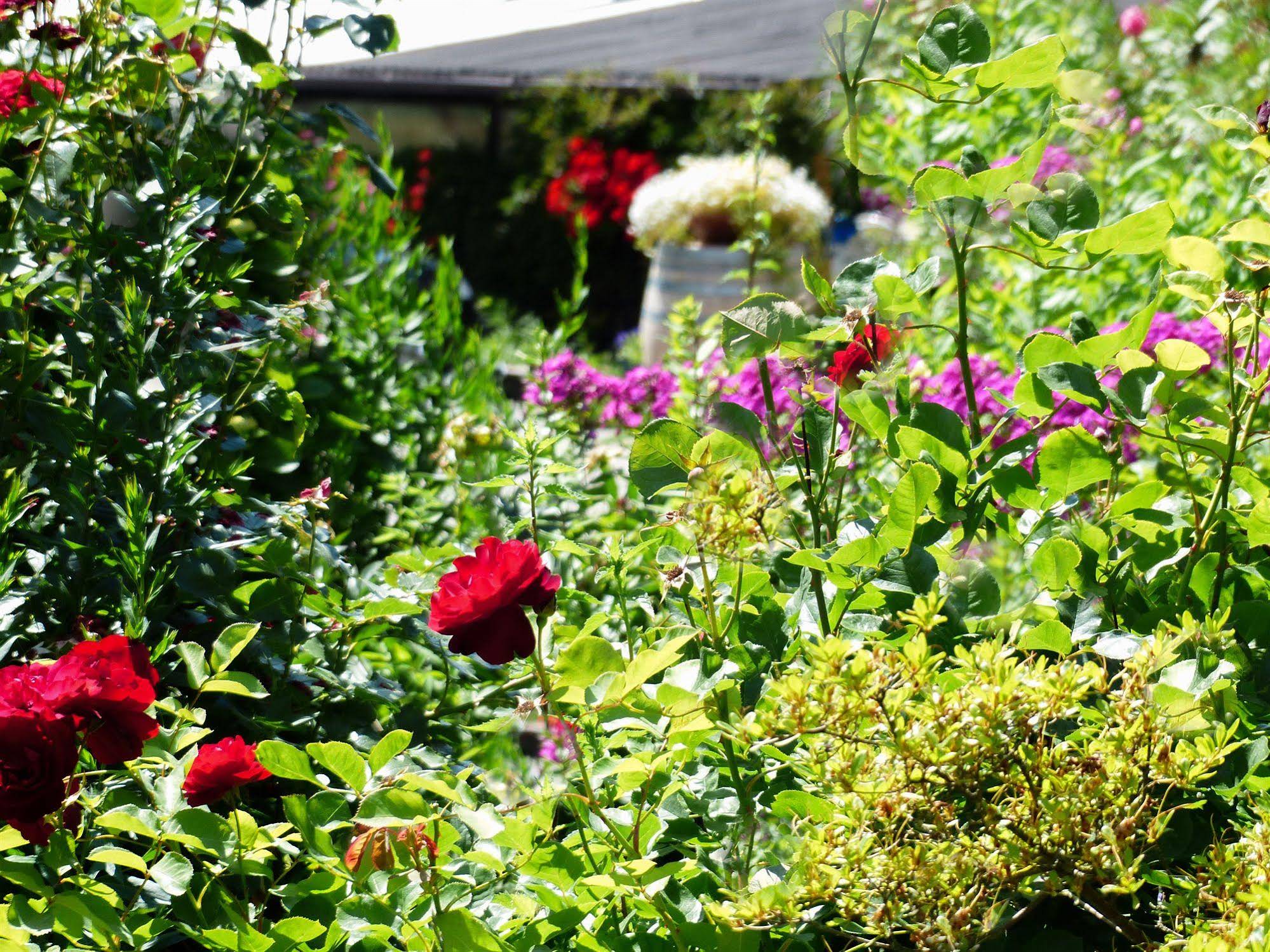 Prinz Rudolf - Stay Smart