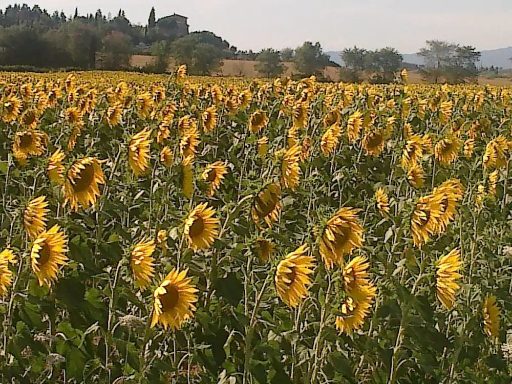 Agriturismo Paradiso