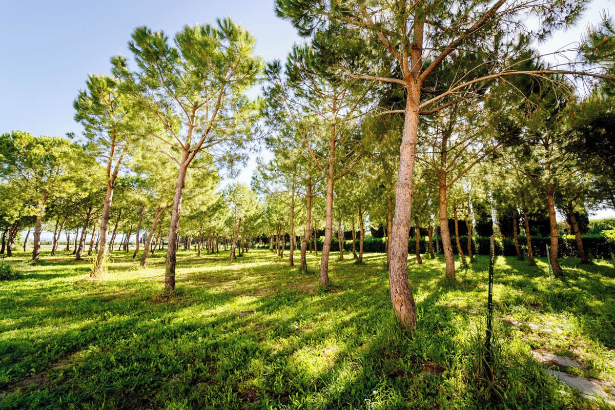 Agriturismo San Mamiliano