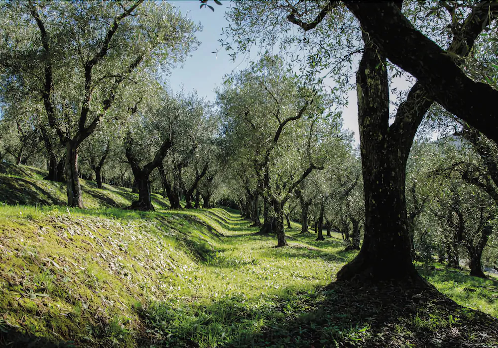 Tenuta Setteventi
