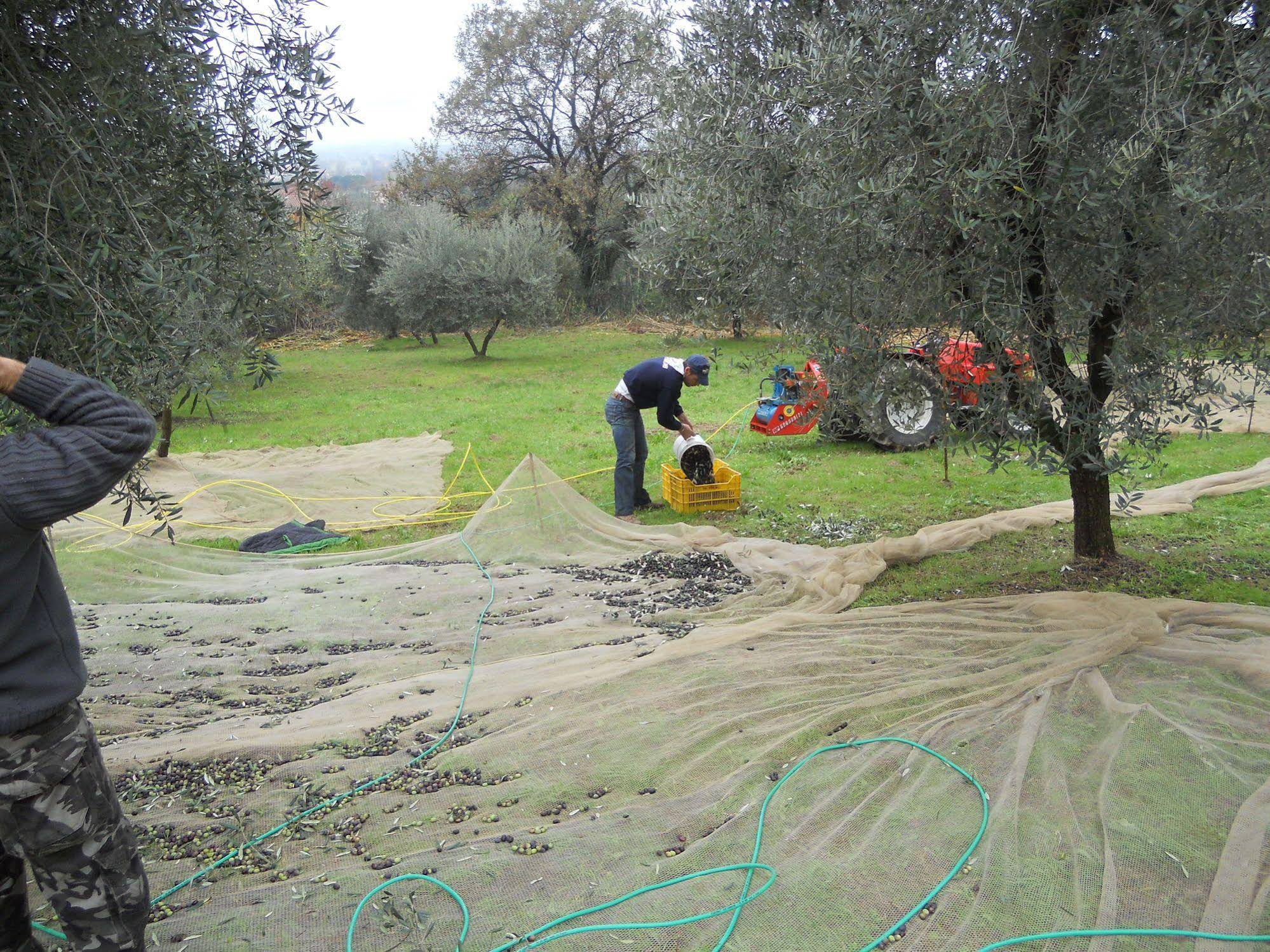 Agriturismo - Collina Toscana Resort