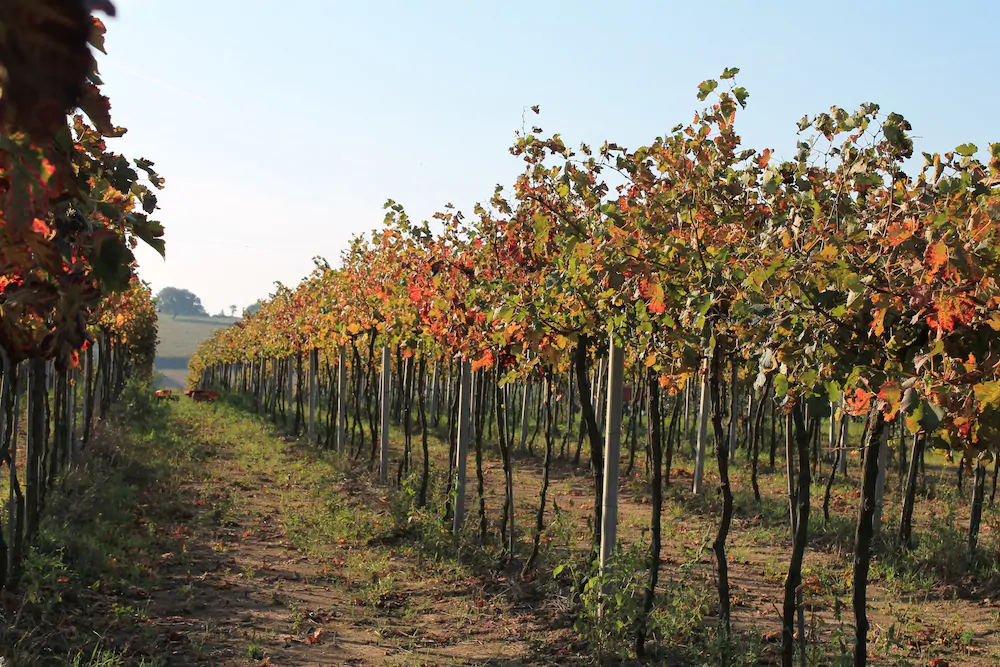 Agriturismo Le Sorgenti